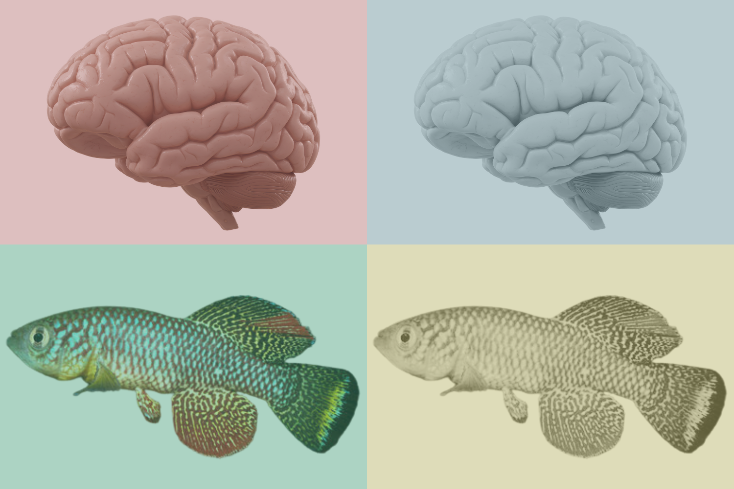Stanford Researchers Uncover a Key Mechanism behind Brain Aging