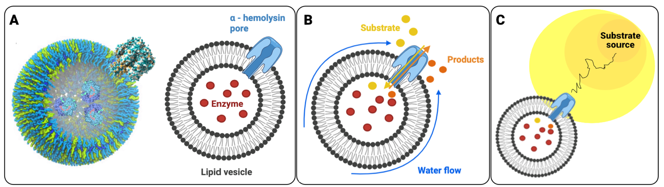 Scientists Engineer "Minimal" Artificial Cell Capable of Chemical Navigation