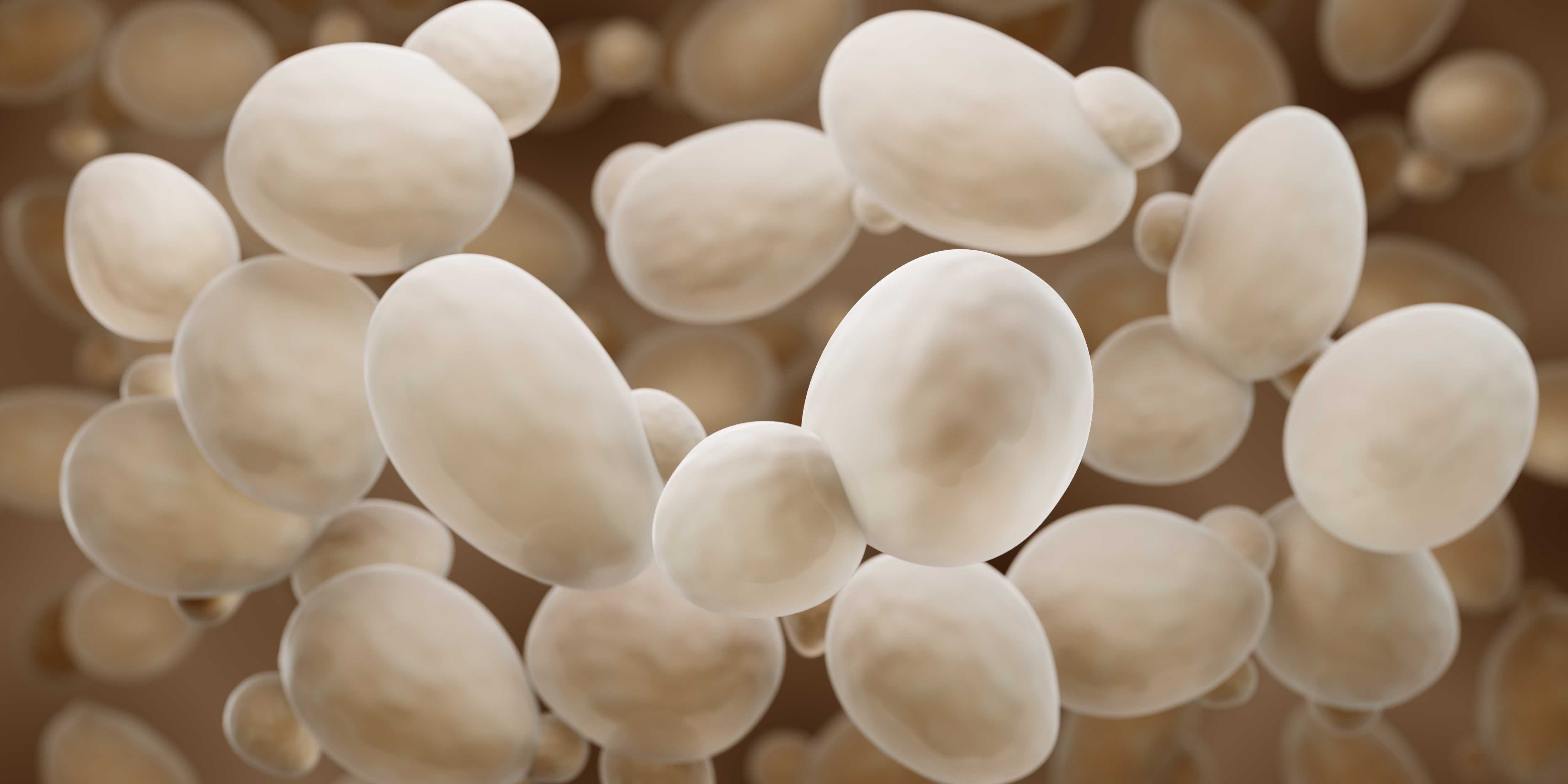 Scientists Discover Cell’s “Decision-Making Committees”