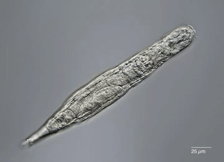 Scientists revive a 24,000-year-old frozen animal in Siberia