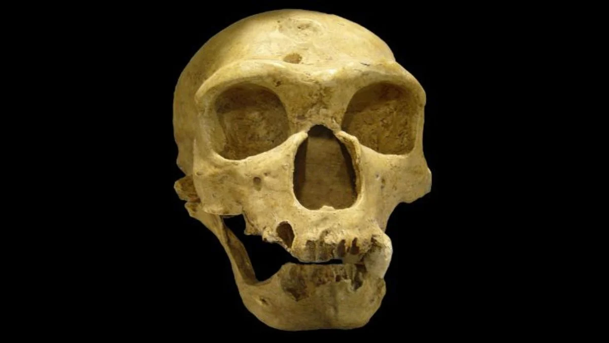 Neanderthals were not less intelligent than humans - Research 