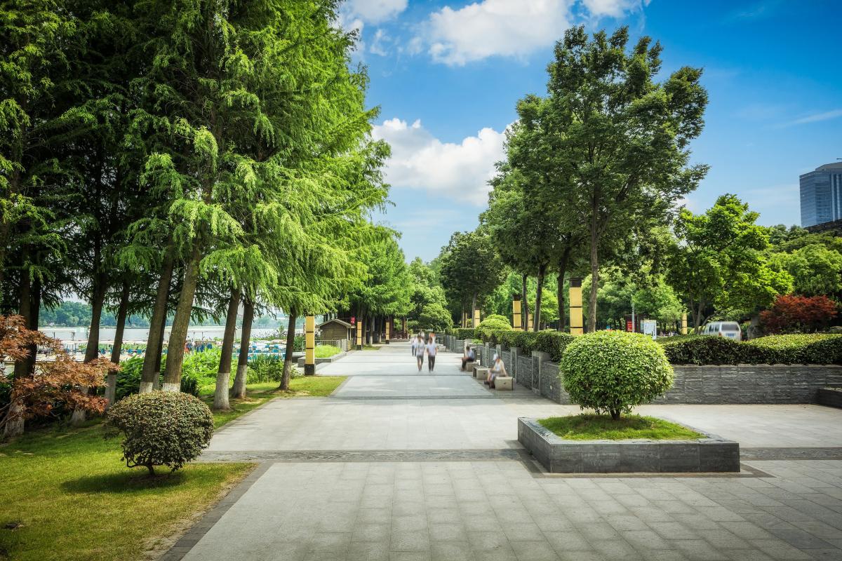 Trees can cool cities by up to 18°C, but not every greening strategy delivers the same results